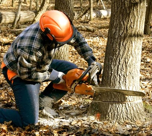 Tree Removal in Ocean Springs, MS